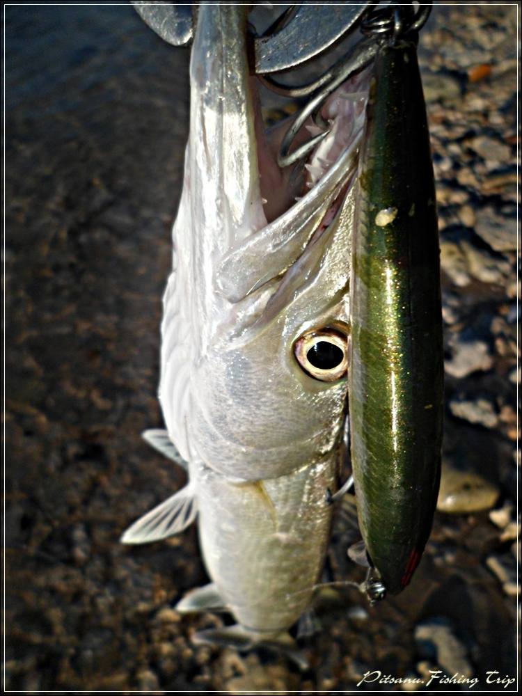 
 [center]เหยื่อที่ผมใช้ก็จะเป็น  RAPALA BX Minnow 10 เซน  ด้วยวิธีการส่งเหยื่อไปสุดไม้แล้วกรอกลับม