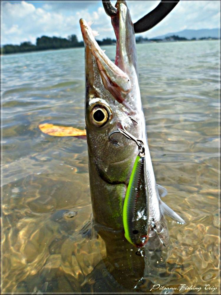 
 [center]สากตัวนี้กัดเหยื่อ RAPALA FLAT RAP 8 ครับ[/center]
