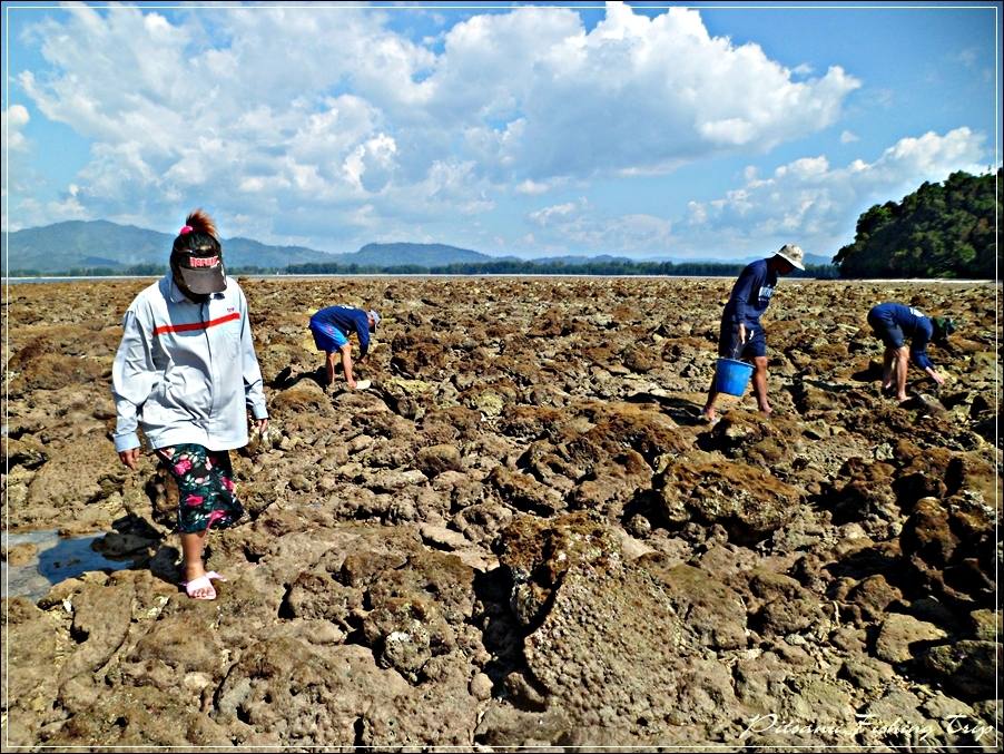 
 [center]การที่เราจะหาหอยได้นั้น ต้องมาหาในช่วงที่นํ้าทะเลไหลลงแห้งสุด  
ไม่งั้นจะเดินหามิได้ เนื