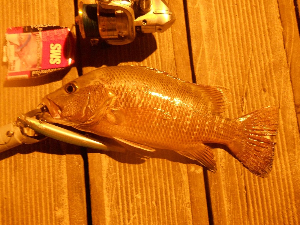 กัด rapala maxrap 130 mm. ครับตัวนี้

ทีแรกก็ไม่อยากเชื่อครับว่าจะมีปลามากัด เพราะน้ำตื้นมาก แค่หั