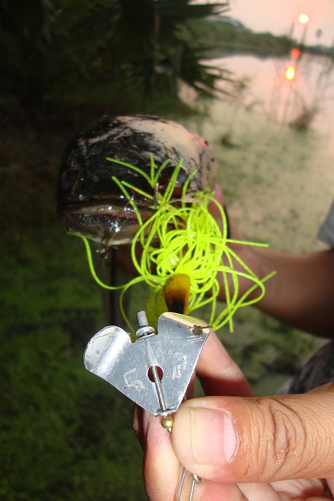 ชัดๆกับ battle bait LF เต็มๆคำ...+++ :cheer: :cheer: :cheer: :cheer: :cheer: :love: :love: :love: :l