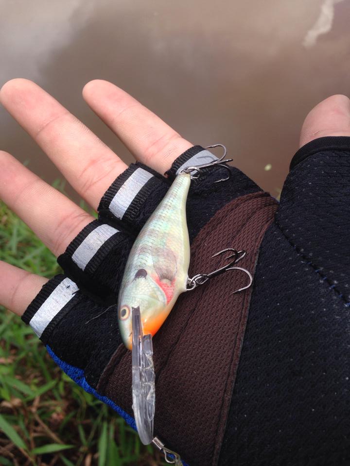 เจ้าตัวนี้ล่ะกัน... RAPALA Deep Runner จัดไป!! :grin: :grin: :grin: