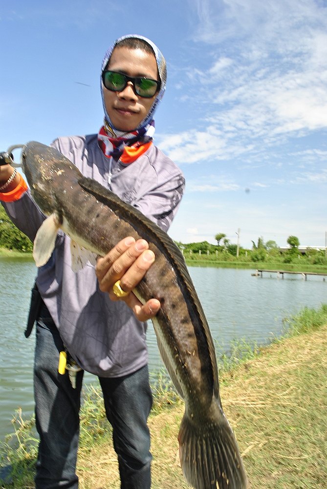 และผมก็ไปล่าชะโด หลังจากพยายามใช้ Rattin ลูกรักในตอนเช้าแล้วไม่สำเร็จ

เลยคิดว่าจะเอาเหยื่ออันนี้ไ
