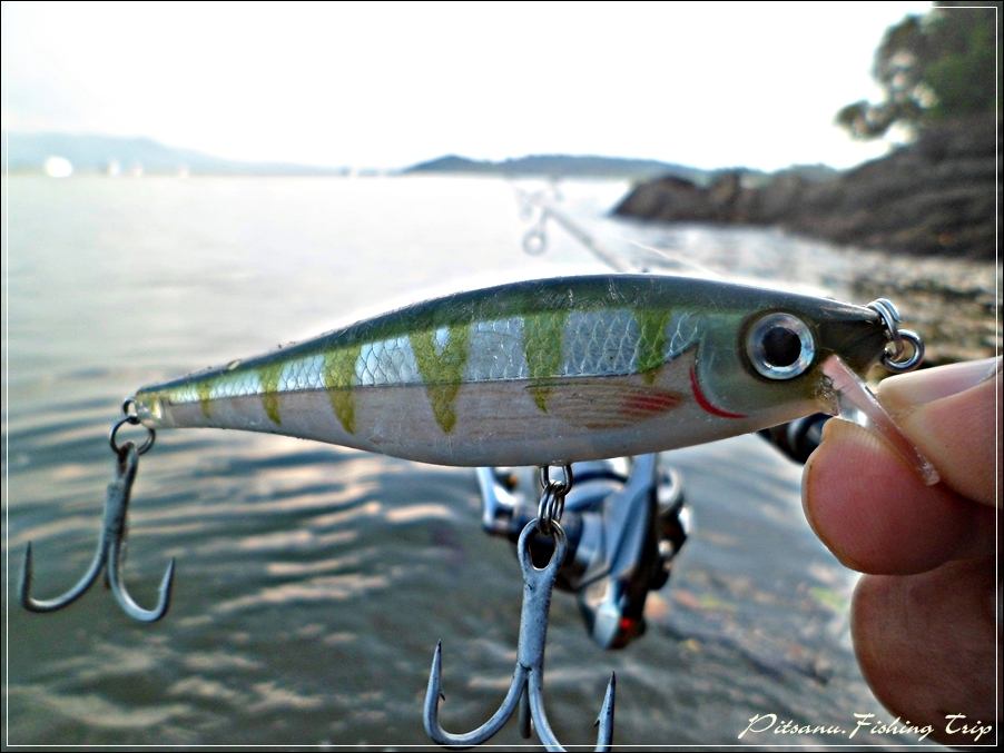 
 [center]มีไล่กัดเหยื่อ 2-3 ครั้ง แต่ไม่โดนสักที  
ผมจึงเปลี่ยนมาเป็น  RAPALA BX MINONOW 10  ตัวน