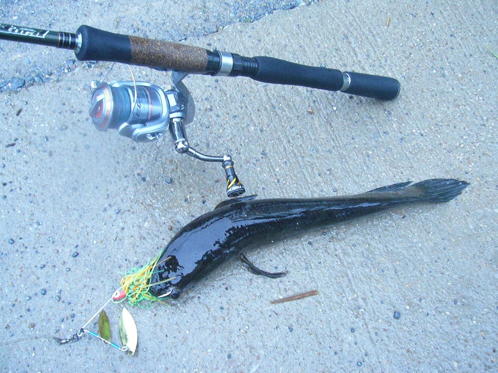 + SpinnerBait ผมวันนี้รับศึกหนักครับ + 

+ เข้าเป่าตาเลยครับ เสียว... +  :flag: