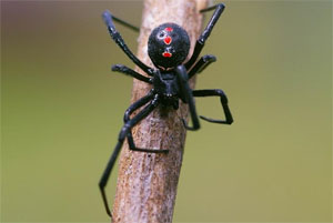 
ชื่อวิทยาศาสตร์ : Latrodectus mactans (Fabricius) 
(Araneae : Theridiidae) 

ข้อเท็จจริง : แมงม