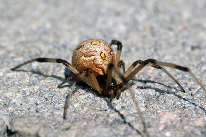 แมงมุมแม่หม้าย น้ำตาล (Brown widow spider)

สำหรับลักษณะทั่วไปของ แมงมุมแม่หม้าย น้ำตาล นั้น พบว่า