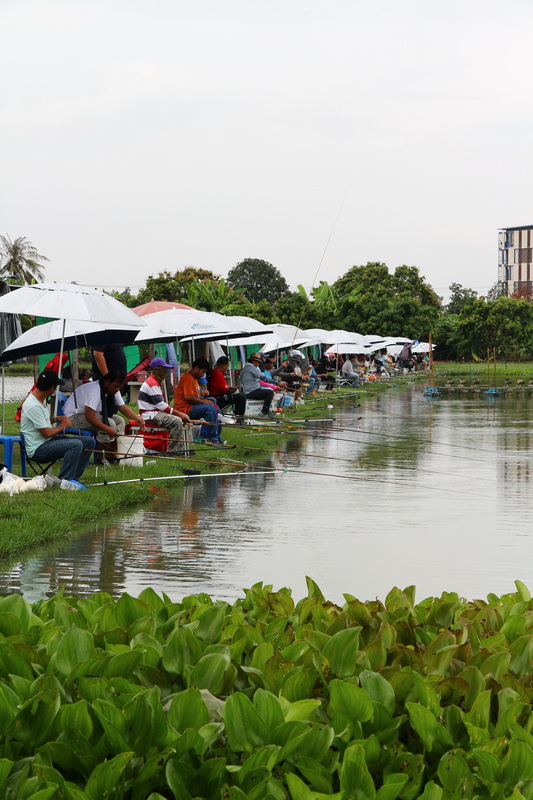 พอฝนหยุดปลาเริ่มกลับมาเล่นน้ำใกล้ทุ่นกันใหม่อีกรอบ