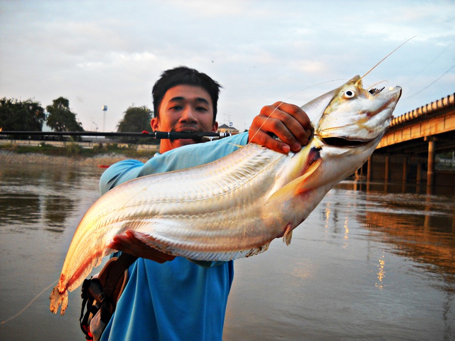 


 [center] [b]" THOPHY Trip "

Fish : ปลาเบี้ยว ( TWISTED - JAW SHEATFISH )
Rod : SAKURA A