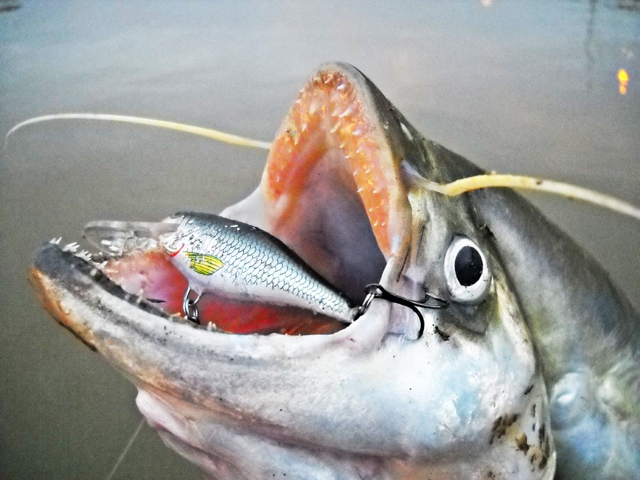 
 
[center] สุดยอดครับกับ[b] Lure : RAPALA Shadrap Deep runner 7 cm.[/b] ที่ทำให้ผมได้ปลาเบี้ยวแม่