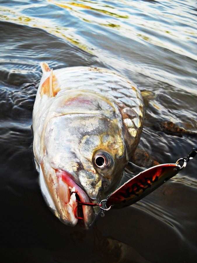 
 [center]^^^^^  [b]Fishing Chaophaya Hampala River Stream[/b] ^^^^^[/center]

 [center]สุด ๆ คัฟ