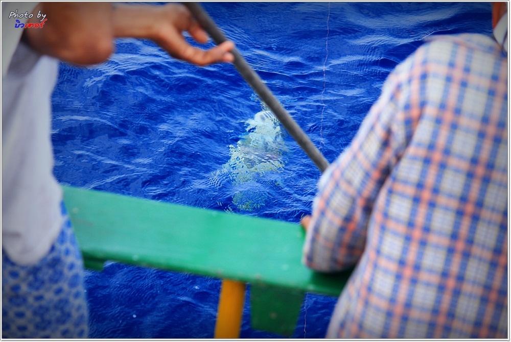  [b]ท้ายเรือ บังหมาน ซุ่มเก็บสายเงียบเชียบ

ระยะสุดท้าย 4-5 เมตร ก็ปรากฎตัวปลาทันที [/b] :ohh: :oh