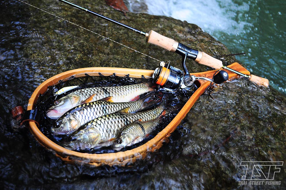 .......... Ultra Light สายธารมวกเหล็ก เก็บกระสูบกับพลวงทอง (Golden Mahseer Strea