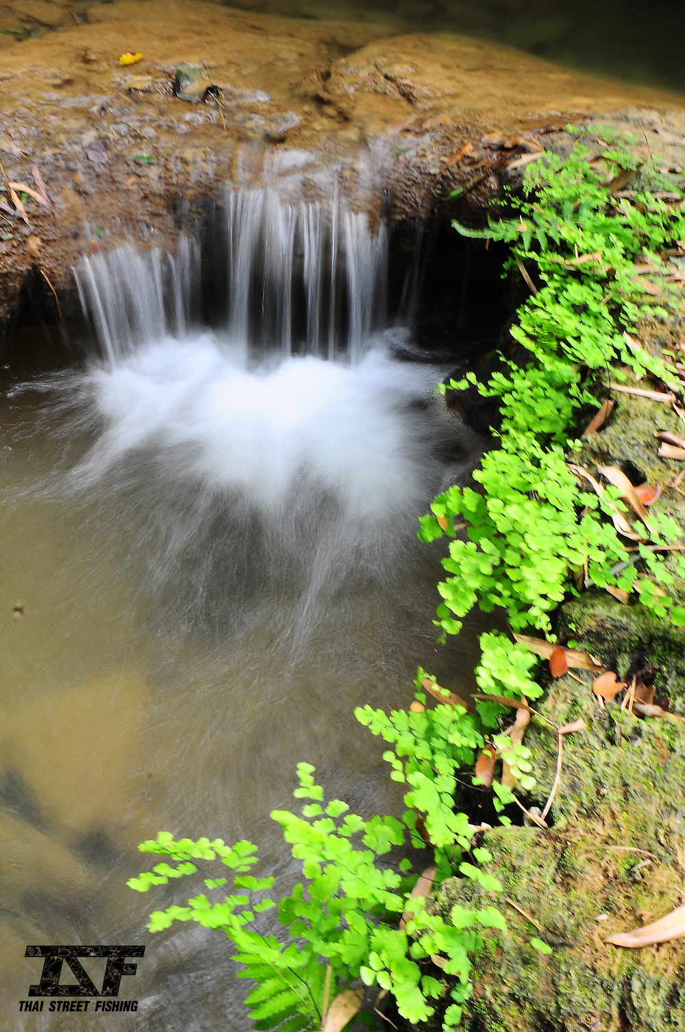  [center] [b]Location Detail : ลำธารมวกเหล็ก ( Muak Lek Stream)[/b][/center]

ลำธารมวกเหล็ก เป็นลำ