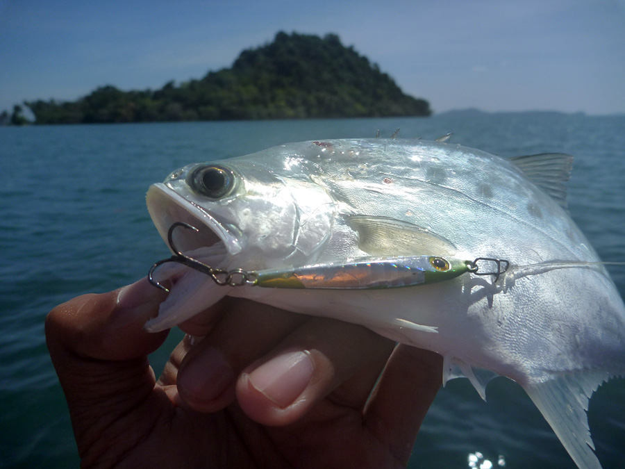 [center][b]เจ้าสละน้อย[/b] กับ [b]Storm GoMoKu Micro Jig[/b]


ปัญหาของเหยื่อจิ๊กคือ ปลาทะเลมีฟัน