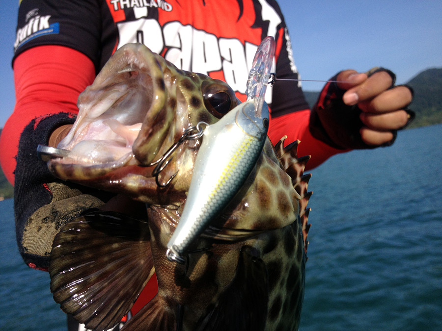 
 [center][b]เก๋าตุ๊กแก[/b] จาก [b]Rapala Shad Rap Deep Runner[/b][/center]