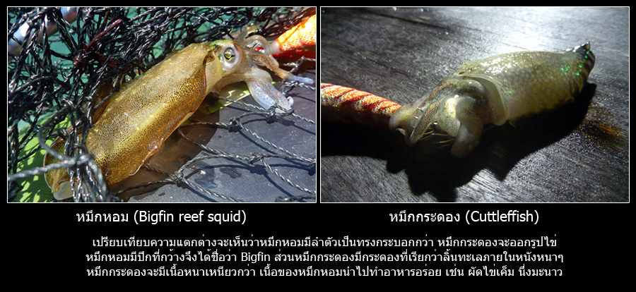 
[center]ที่เราตกเป็นหมึกหอม

บางท่านลงทะเลไม่บ่อยอาจจะแยกหมึกหอมกับหมึกกระดองไม่ออก

แตกต่างกั
