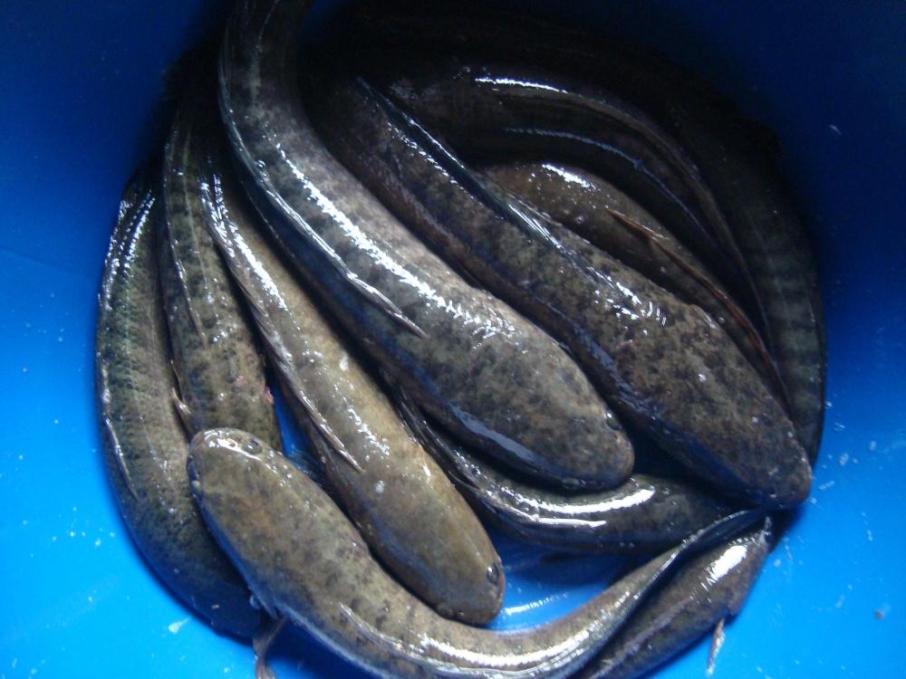 ส่วนกะละมังนี้ปลาผมเอง "หนึ่งคร้าบบบ"  :cheer: :cheer: :cheer: :laughing: :laughing: :grin: :grin: