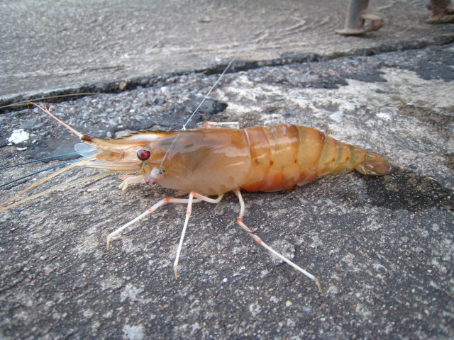 ...ตัวอ้วนเลยตัวนี้ กุ้งเข้าดีอย่างนี้ถ้ามีเรือหละ...เเจ่มๆๆๆๆๆๆๆๆๆๆๆๆๆๆๆๆๆๆๆๆๆๆๆๆๆๆๆๆๆๆๆๆๆ