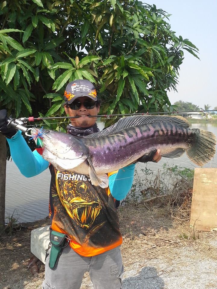 ชะโดสุพรรณบุรีไม่มีหนาว