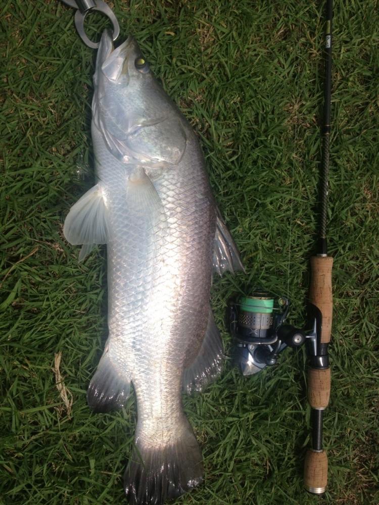 Rod  : Graphiteleader Vigore GVIS-61L 3-8 lb.
Reel : Shimano Stella 1000 PGS
Line  :  Varivas New 