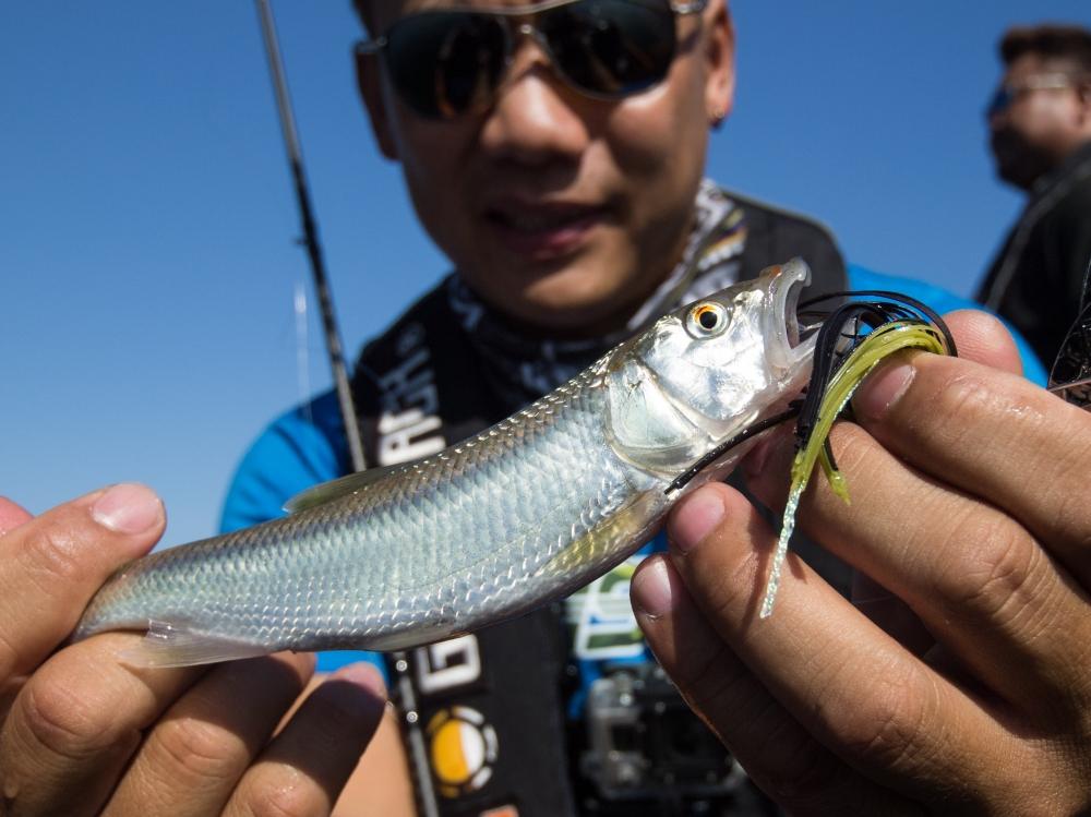 ปลาตัวแรกที่ได้เลยครับ กิน Spinnerbait 
ปลาตัวนี้คือ ハス  HASU :grin: