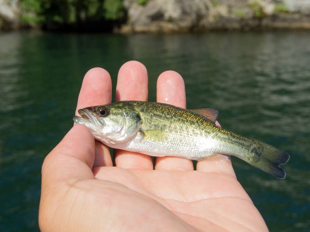 largemouth bass (Micropterus salmoides) ลูกปลาแบส:grin: