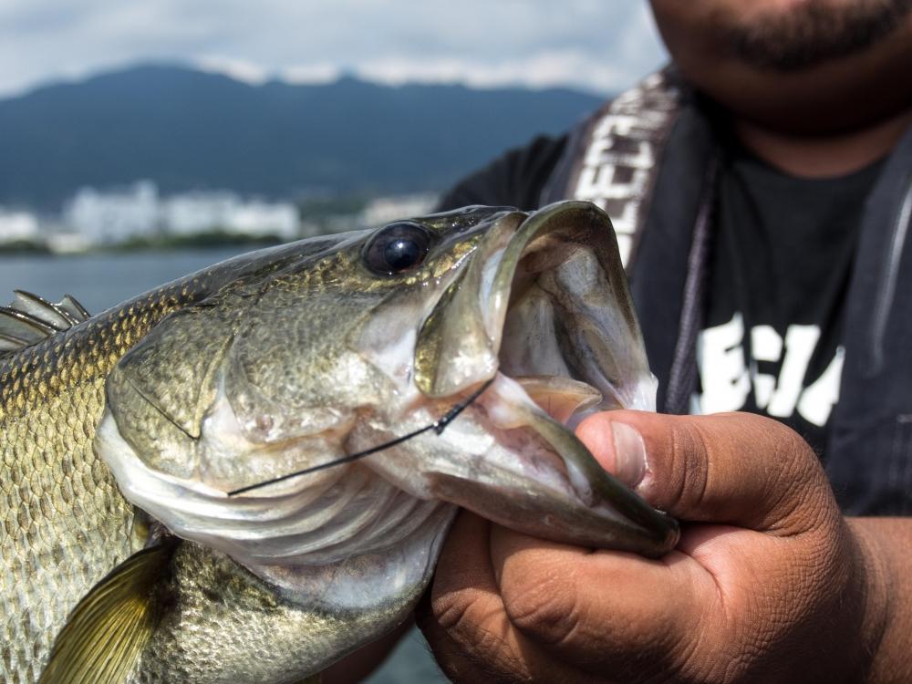 Largemouth Bass ปากใหญ่สมชื่อจริงๆ :grin: