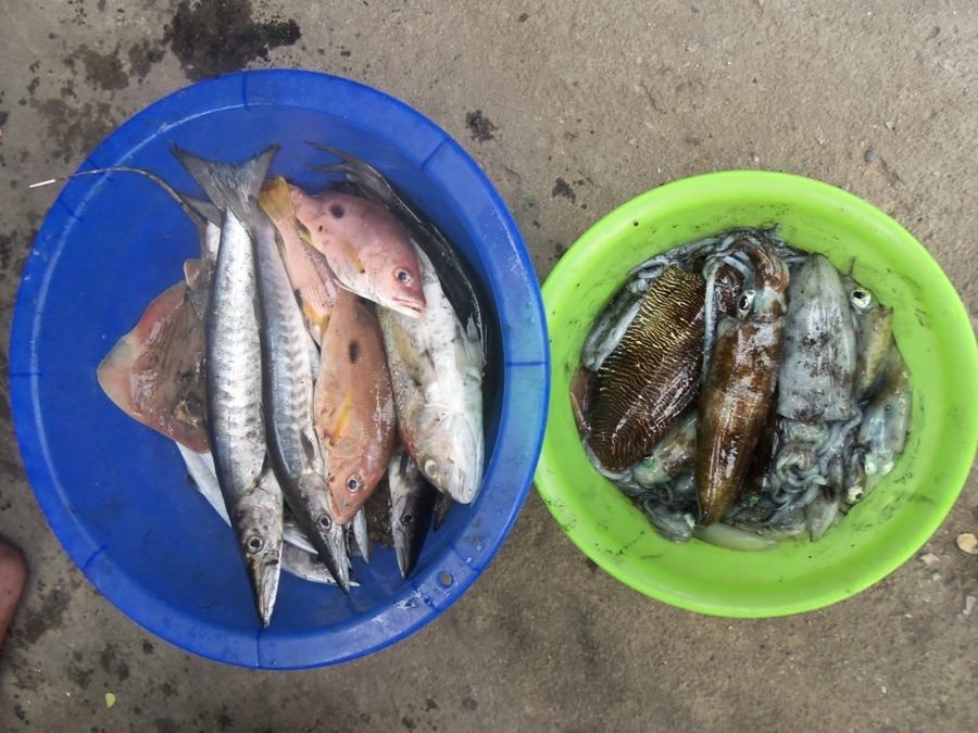 เรือเล็กตกหมึกกะปลาภาค2+มีปลาสากใหญ่1คู่