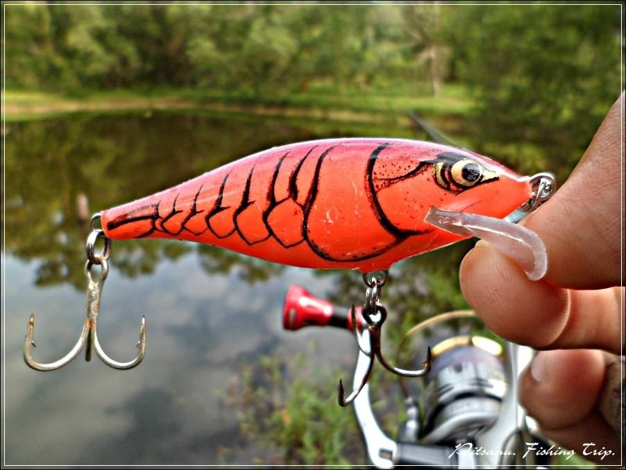 
 [center]ขอแนะนำเหยื่อไปเรื่อยเปื่อยครับ ตัวนี้   

[b]Rapala Scatter Rap Shad 7 [/b] รหัสสี   [
