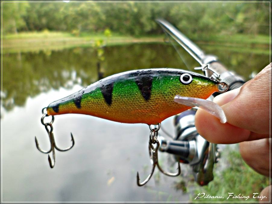  
[center]แล้วเหยื่อก็ได้ตายตัวอยู่ที่เหยื่อ.......ปลั๊ก  หมุนกับมาใช้อีกที  Rapala Scatter Rap Sha