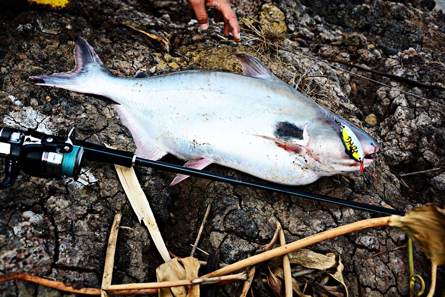 

 [center] [b]" Black ear cat Fish " 

จอมโวยวาย # เทโพ.. แม่น้ำเจ้าพระยา..น้ำไหล ๆ มันส์ๆ Fi