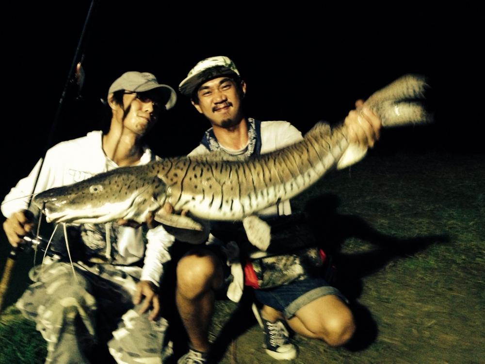 มาอีกแล้วคับ ของแปลก....Tiger ShovelNose Catfish