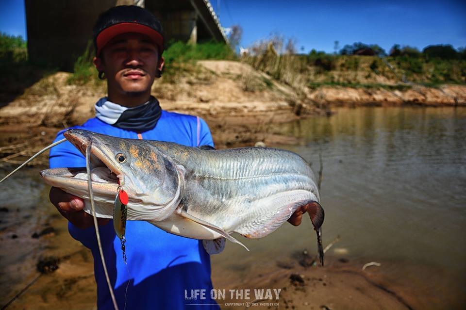 

 [center] [b]"ปลาค้าว "แม่น้ำเจ้าพระยา... By Big MonitorTeam.

( Great white Sheatfish ; Wal