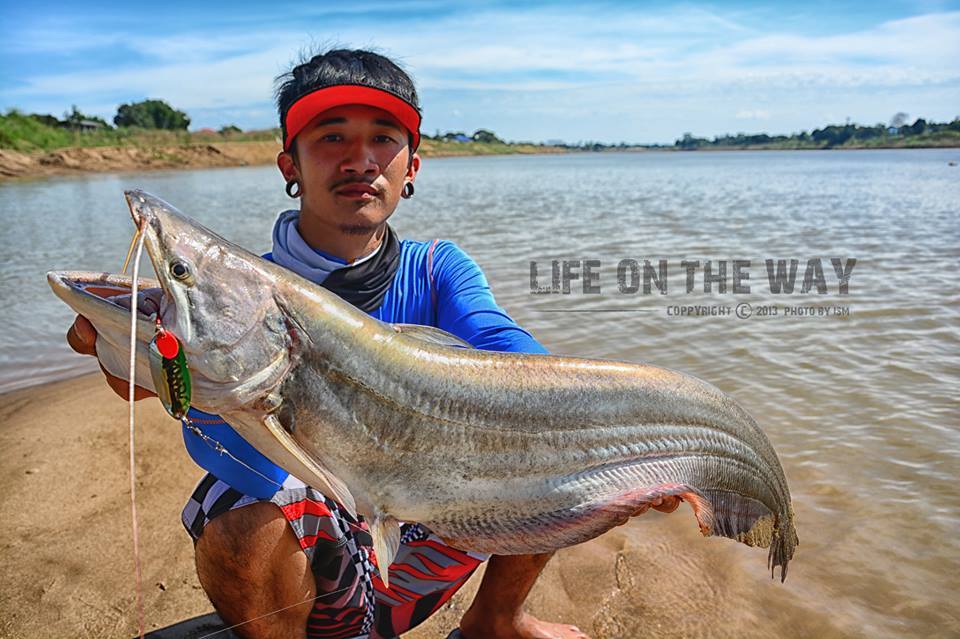 

 [center] [b]" THOPHY Trip "

.. ปลาเค้าใหญ่ แม่น้ำเจ้าพระยา .. ( Great white sheatfish ; Wa