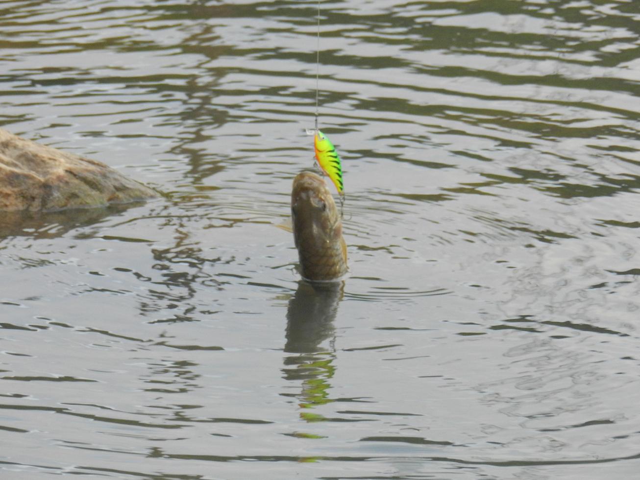 กัด RAPALA SHALLOW SHAD RAP เข้าเต็มๆครับ