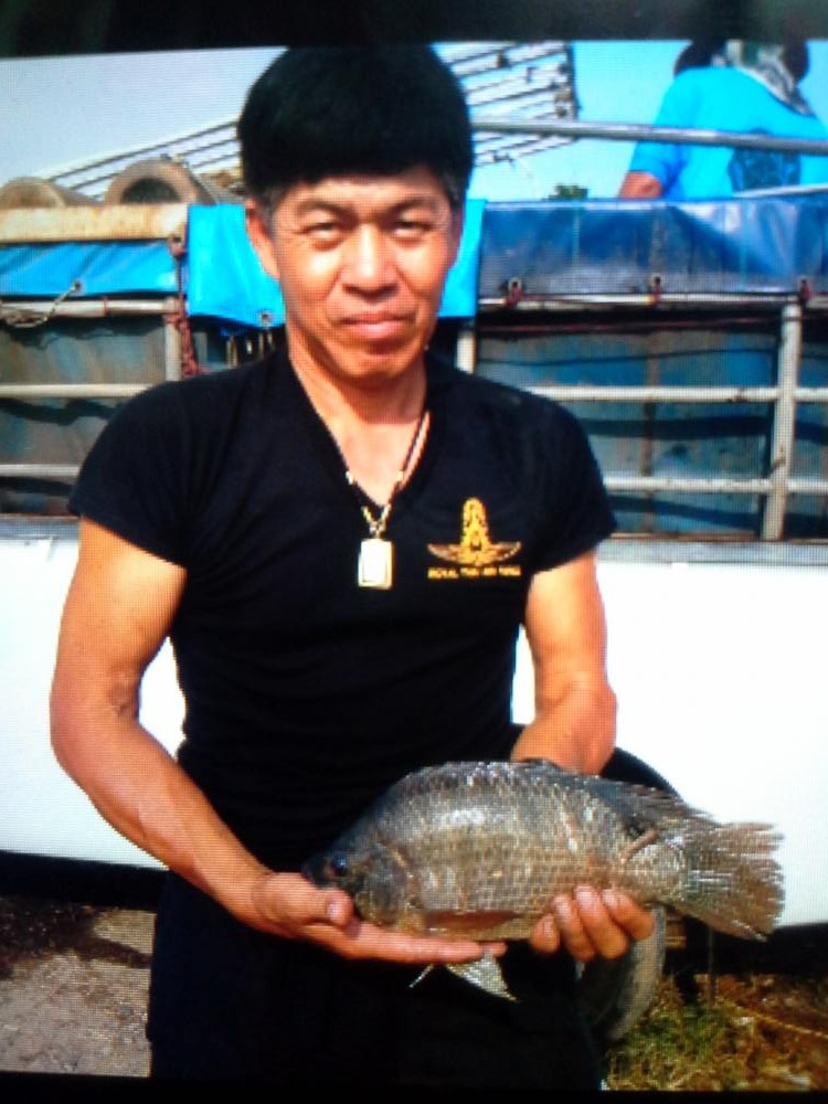 ปลานิลใหญ่ ที่บ่อตกปลาจ่าจูน2-ปลานิลใหญ่