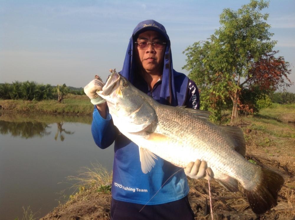  ต้วนี้ตกเอง ช้อนเอง เอาขึ้นเอง พอผมไปถึ่งบอกว่า น้าชัยใจกับมื่อยังไม่หายสั้นเลย    ส่วนคันขาดเห็นน้