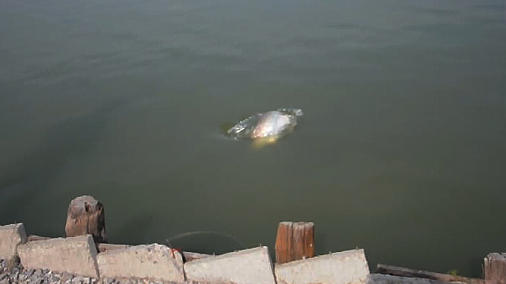 ขึ้นมาให้เห็นตัวนิดนึงแล้ว

[q][i]อ้างถึง: ชะโดเด็ก posted: 26-12-2556, 11:33:39[/i]

 :love: :l