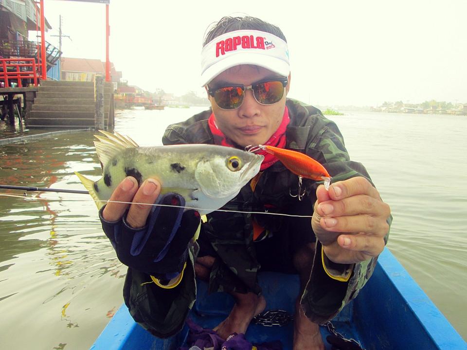 ตีไปเลือยผมก็โดนเจ้าตัวนี้มา ....
กัด Rapala Shad Rap 7 Cm  ใจกล้ามากเลย..

ก่อนหน้านี้ก็หลุดไป1ต