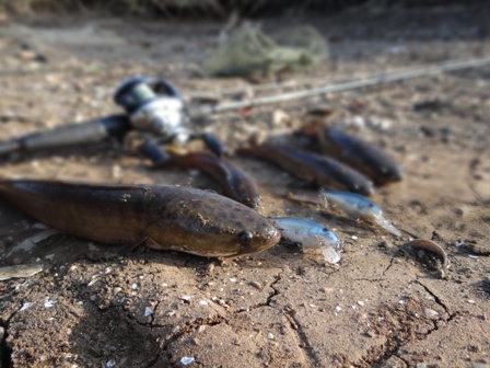 โดนกันทั่วหน้าครับ.......ใส่ดำตื้นกัน......หยาย Rapala Shallow Shad Rap  5  7 :laughing: :laughing: 