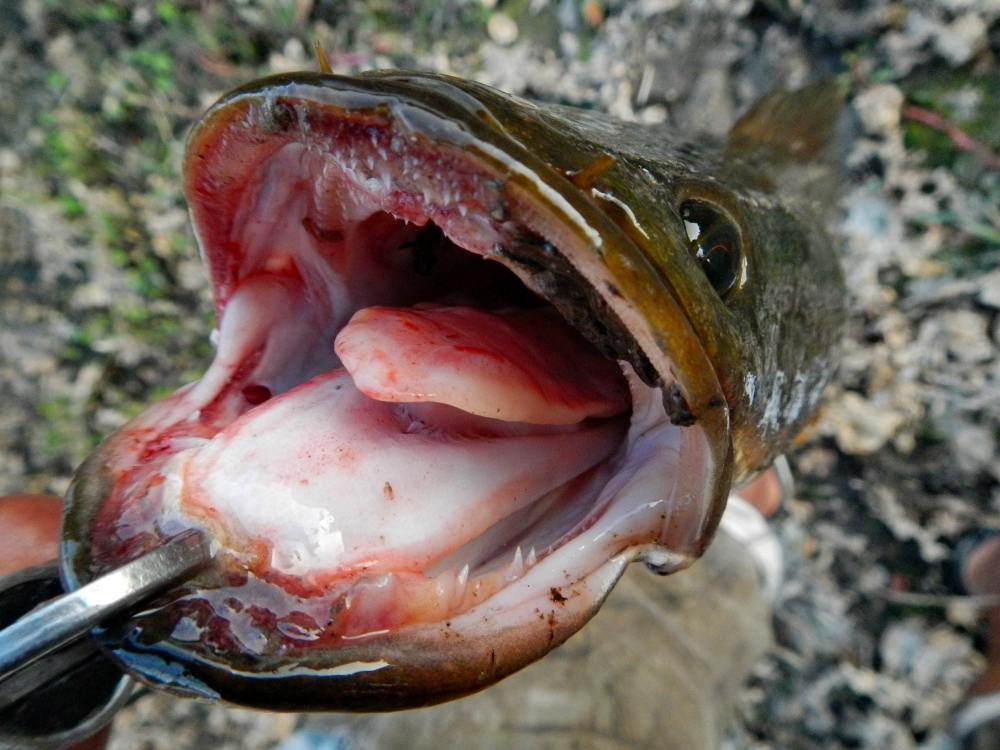   [b]ปลาตัวนี้ ..สุขภาพ ฟัน ดีมากค รับ [/b] :laughing: :laughing:
[q][i]อ้างถึง: BULINO posted: 02-