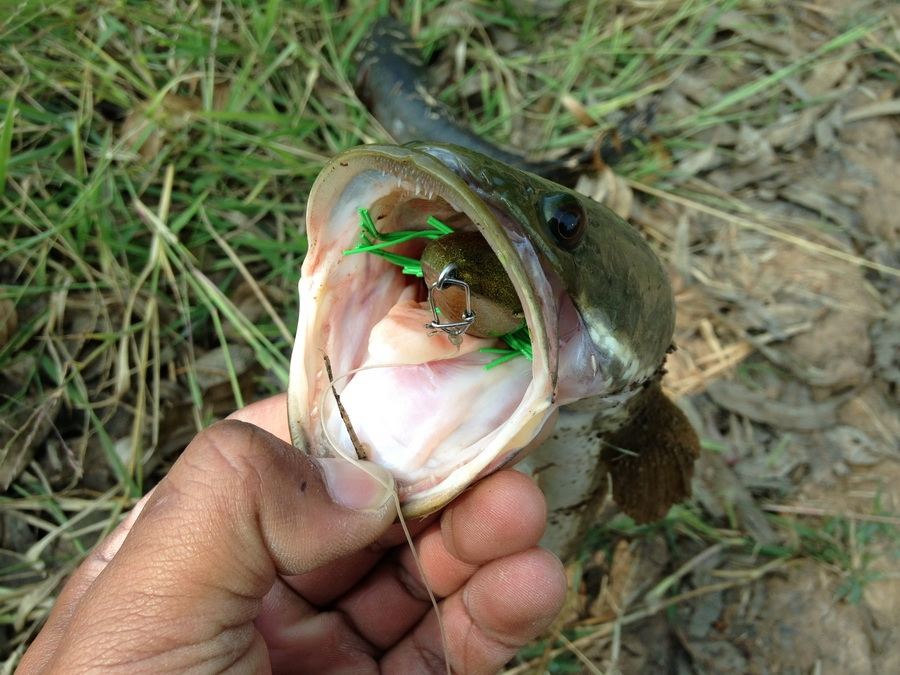  SNAKE-HEAD FISH