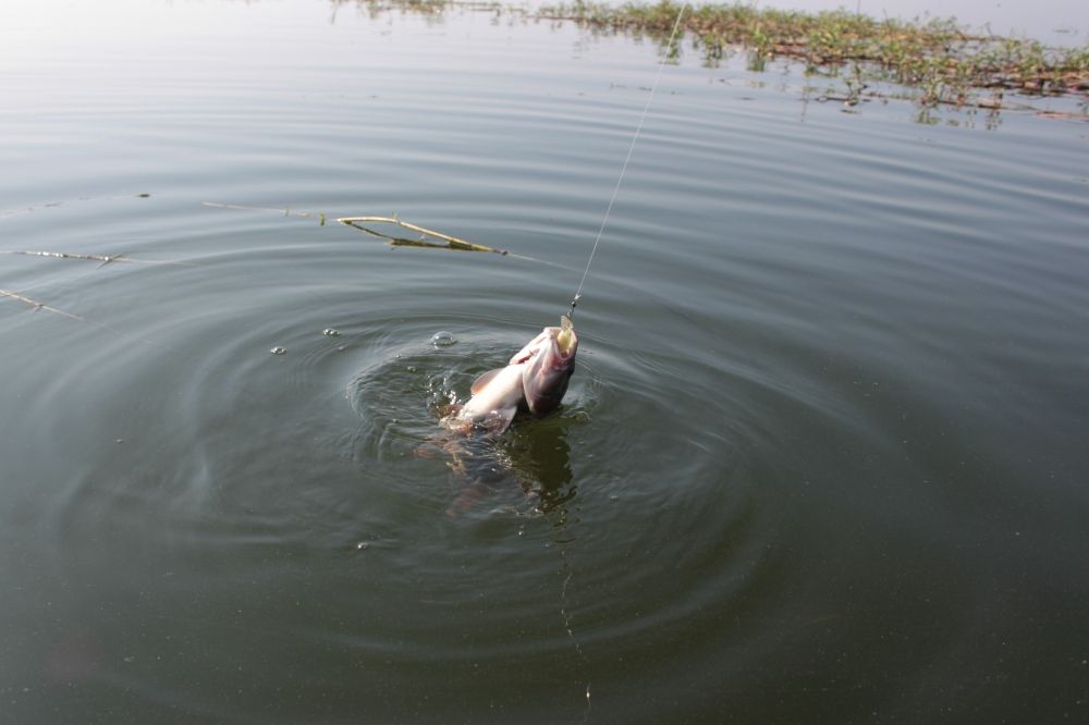 ...................เหยื่อดี มีชัยกว่าครึ้ง......rapala jointed shad rap