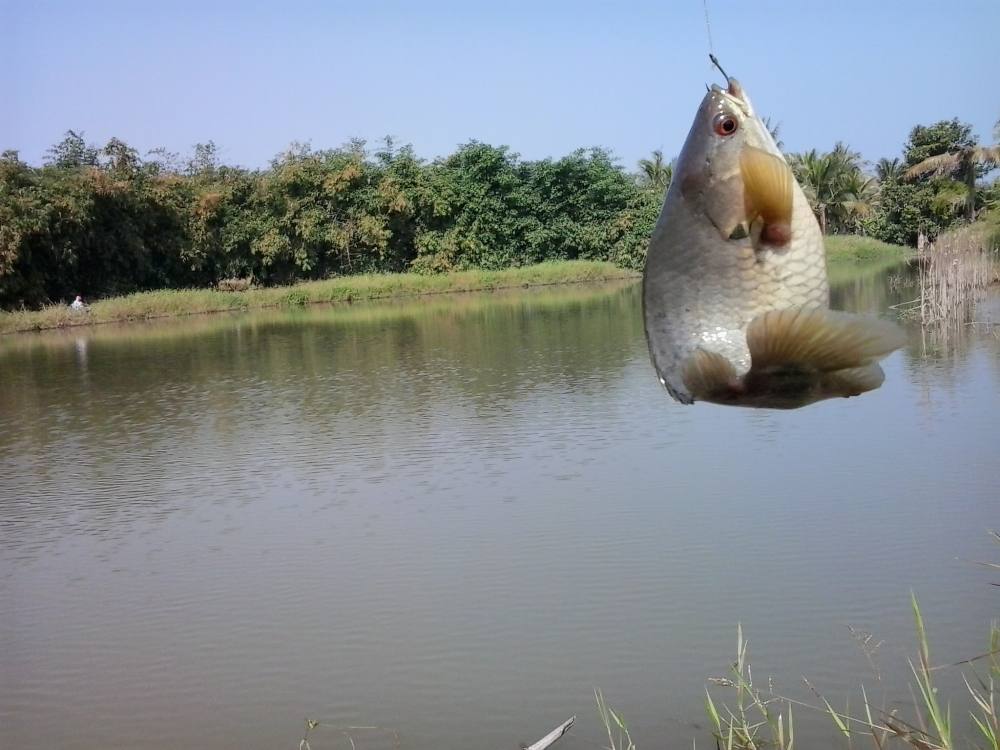 และก็ ปลาหมอ :wall: :wall: