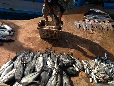 เด็กเรือกำลังย้ายปลาขึ้นฝั่งนะครับ