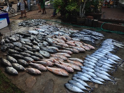 ปลาโอประมาณ 40 ตัวได้ครับ อังเกย 20 กว่า ส่วนปลาอื่นไม่ได้นับครับ