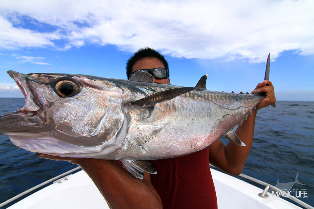 


Dogtooth Tuna

กัดป๊อบคาตา.... ต่อหน้าสดๆ 

อิจฉาครับ....ผมอยากโดนแบบนี้ม่างงงงง




