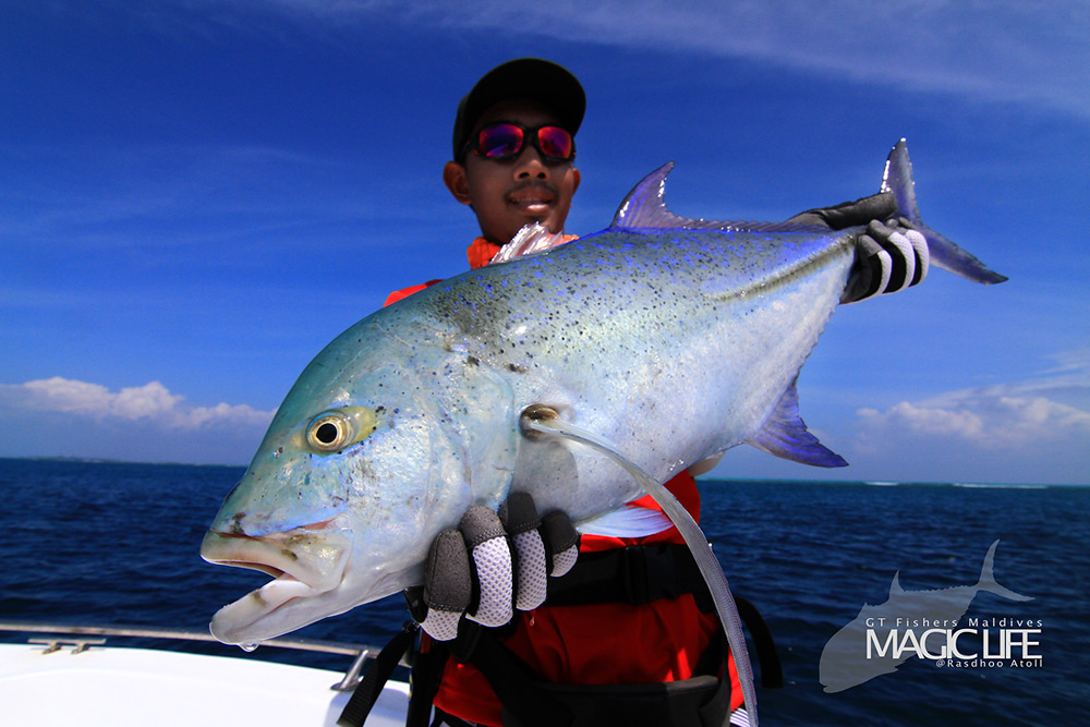 


Bluefin Trevally

กระมงจุดฟ้า สำหรับผมแล้วมันปราดเปรียว และดุดันกว่ากระมงธรรมดามากนัก

มัน