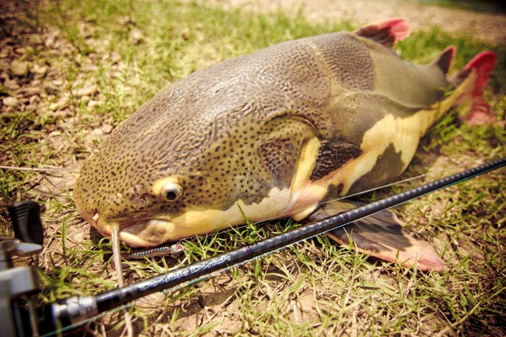 Geecrack
Model: Bottoms up H
line 10-25lbs